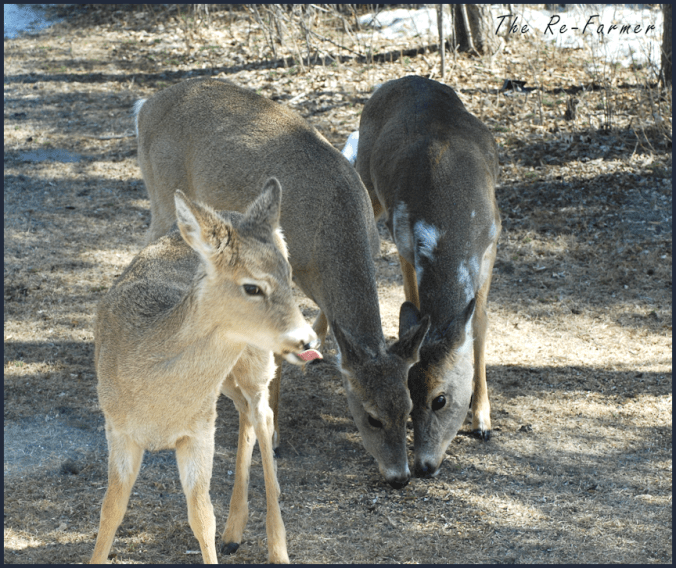 2018-04-11.piebald.deer.3