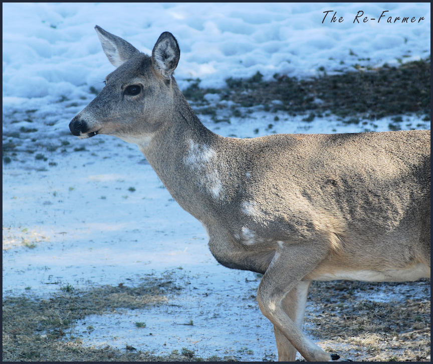 2018-04-11.piebald.deer.4