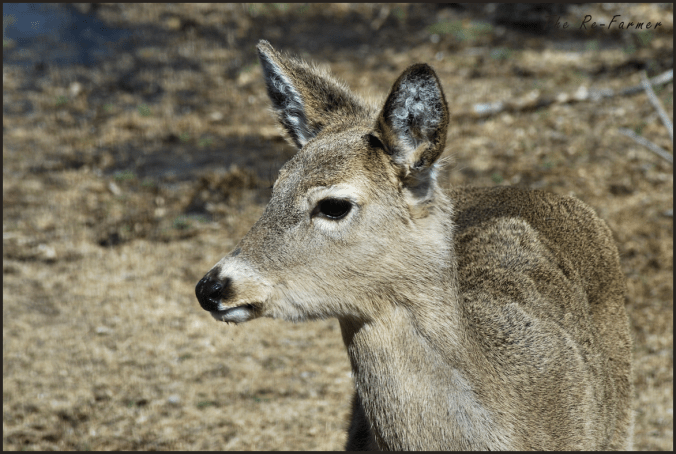 2018-04-13.deer1