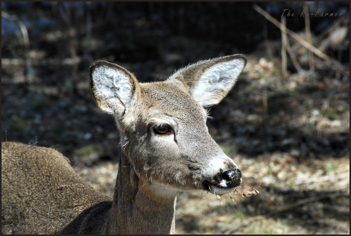 2018-04-13.deer2