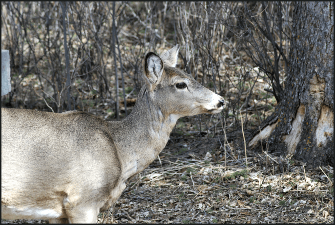 2018-04-17.deer2