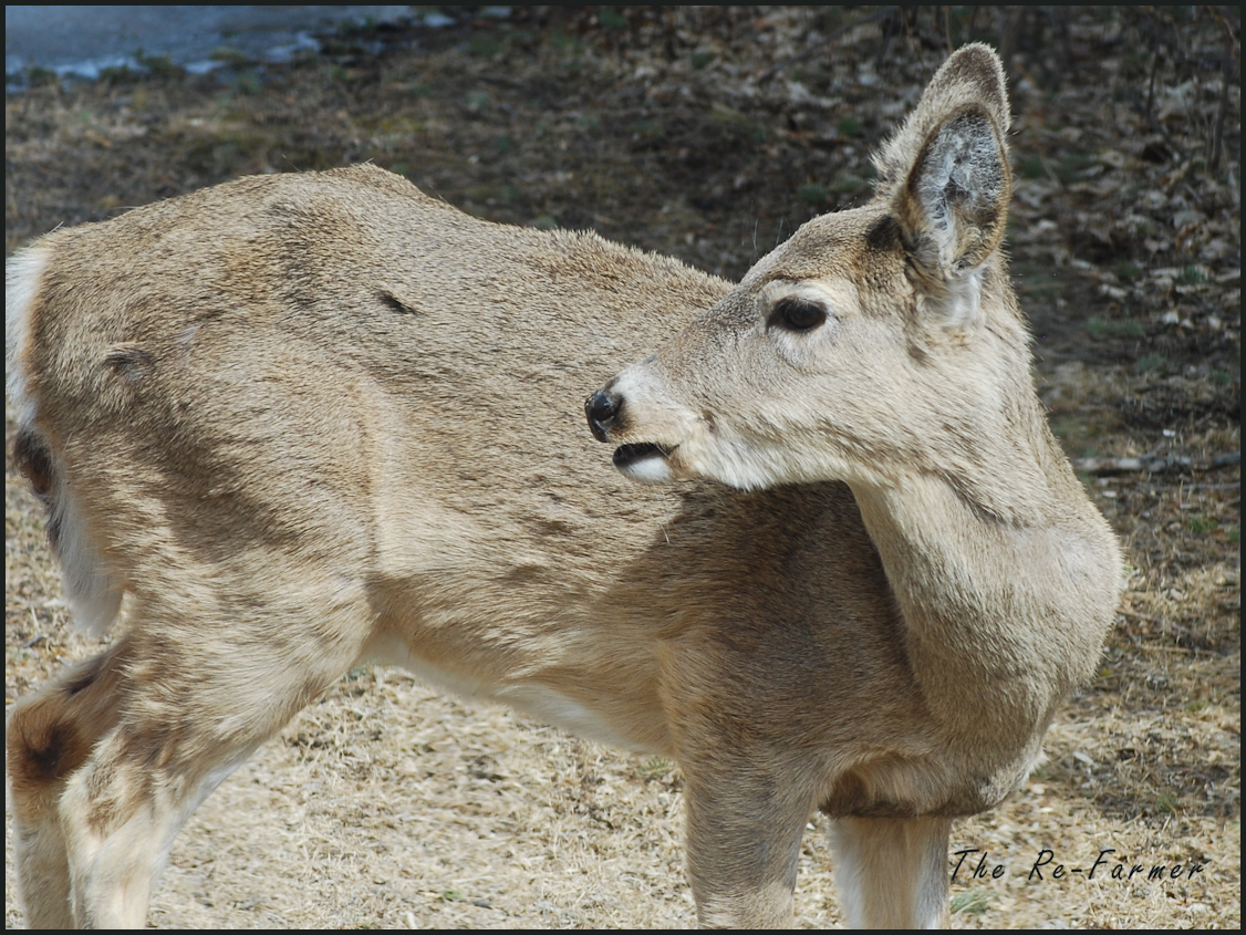 2018-04-18.deer
