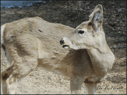 2018-04-18.deer