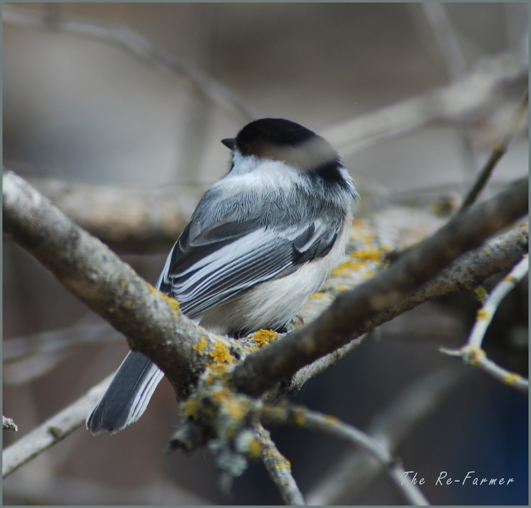 2018-04-20.chickadee