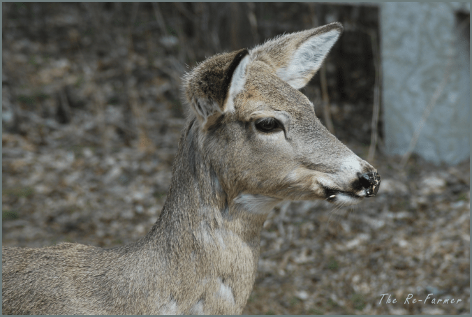2018-04-20.deer.profile
