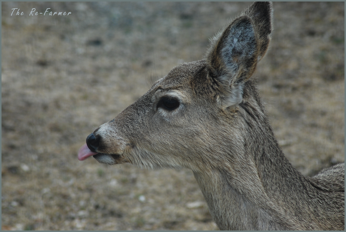 2018-04-20.deer.tongue