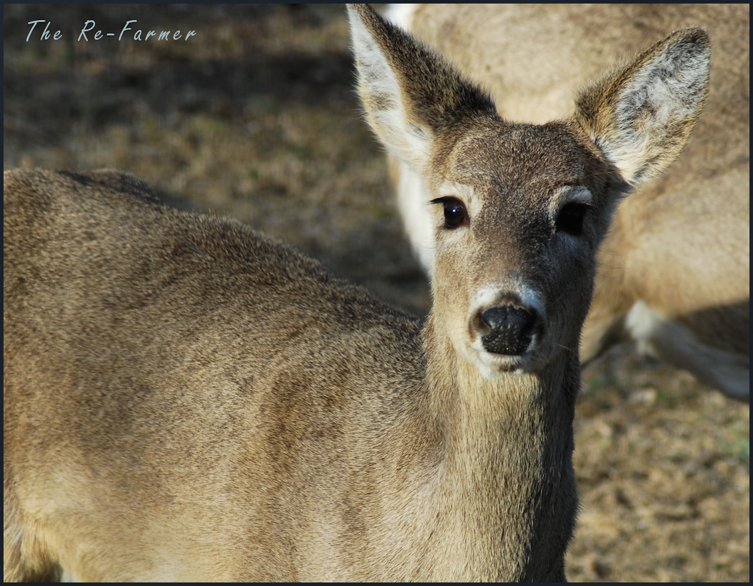 2018-04-21.hungry.girl