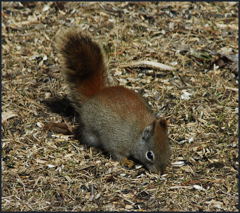 2018-04-21.squirrel