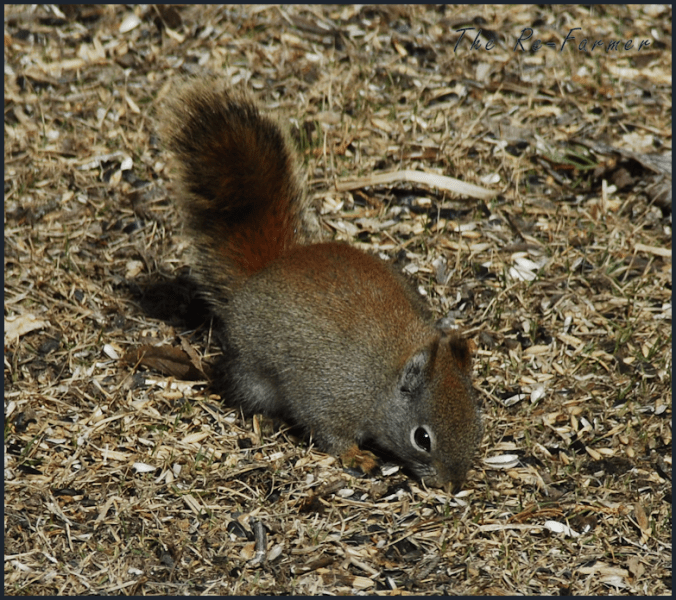 2018-04-21.squirrel