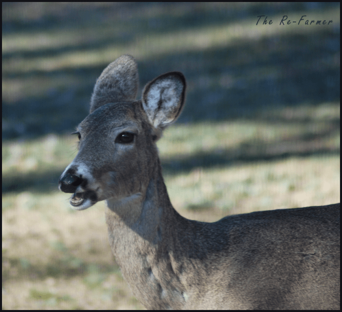 2018-04-22.deer2