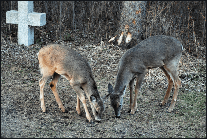 2018-04-22.detail.and.her.boy
