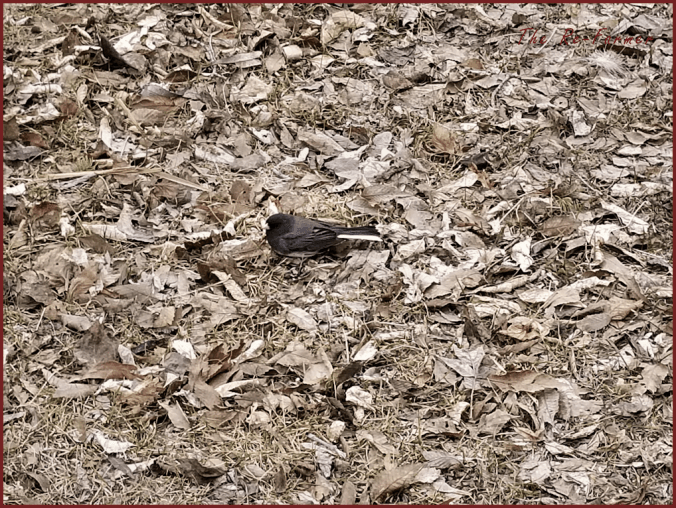 2018-04-22.junco.stunned