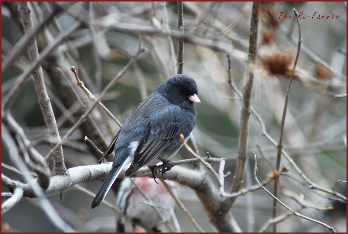 2018-04-22.junco