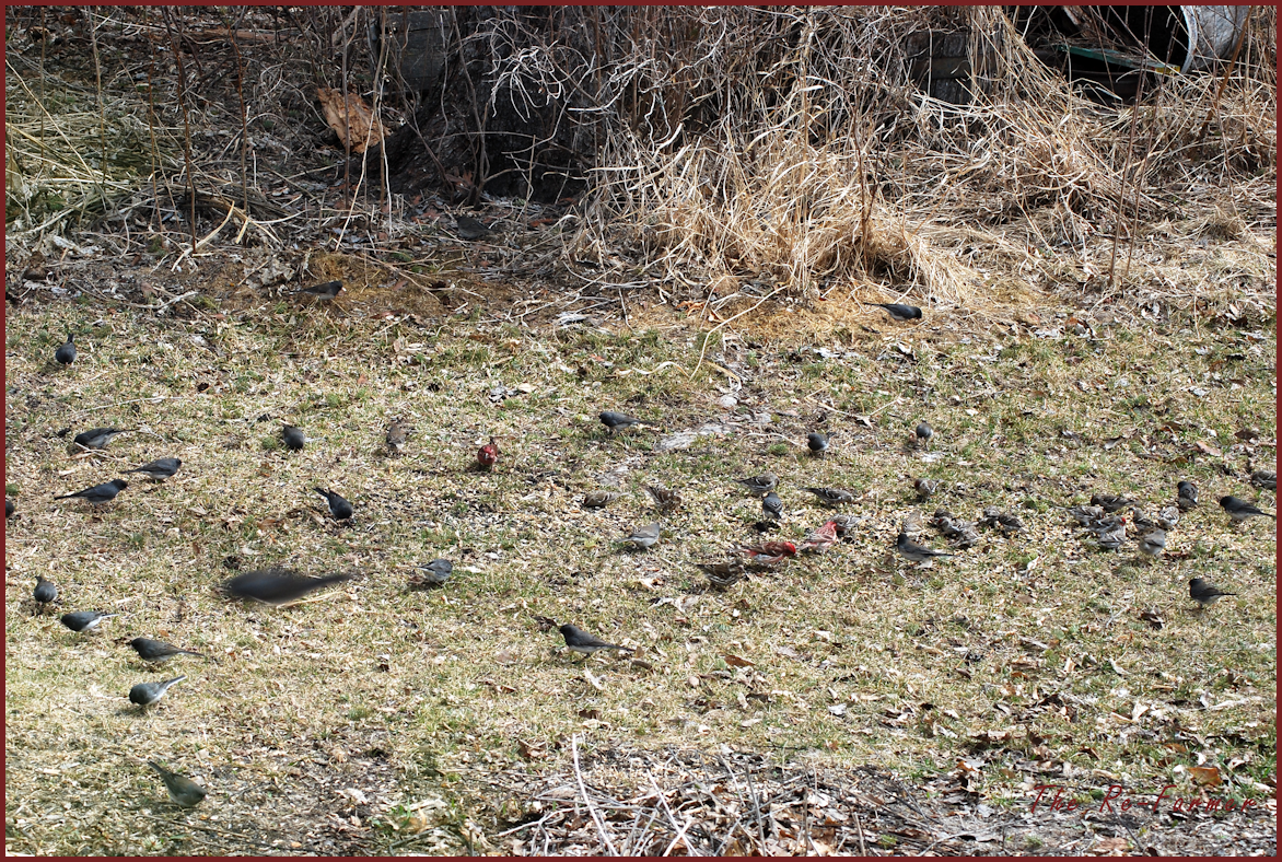 2018-04-22.manybirds