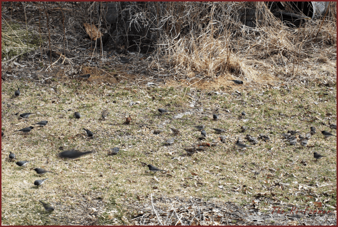 2018-04-22.manybirds