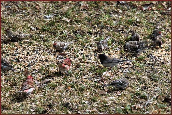 2018-04-22.manyredpolls