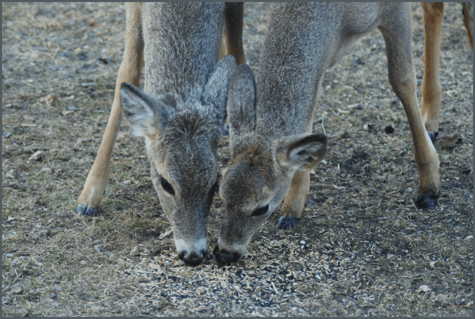 2018-04-24.deer.pair