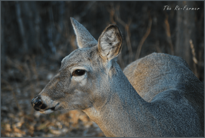 2018-04-24.deer.profile2