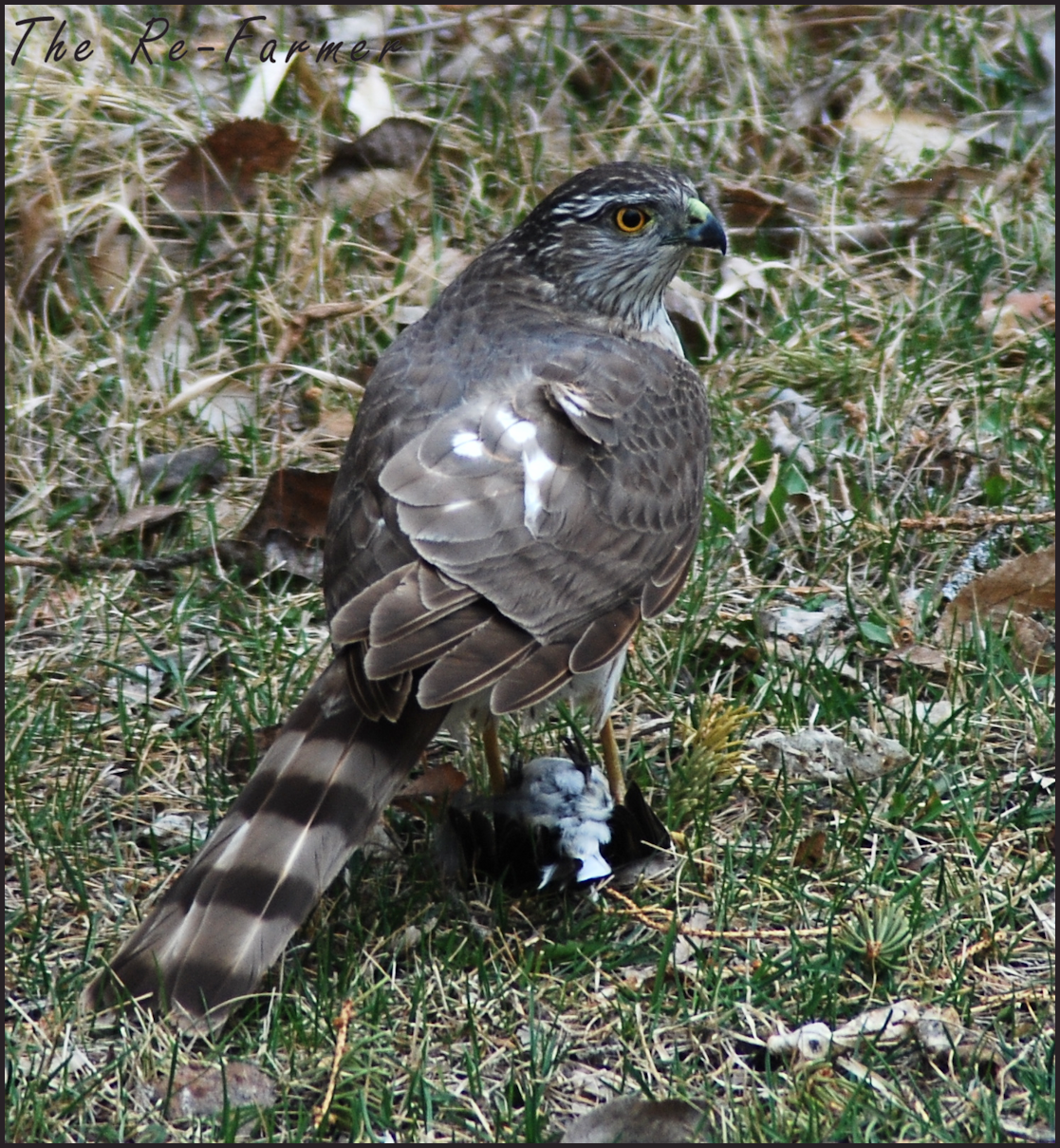 2018-04-27hawk