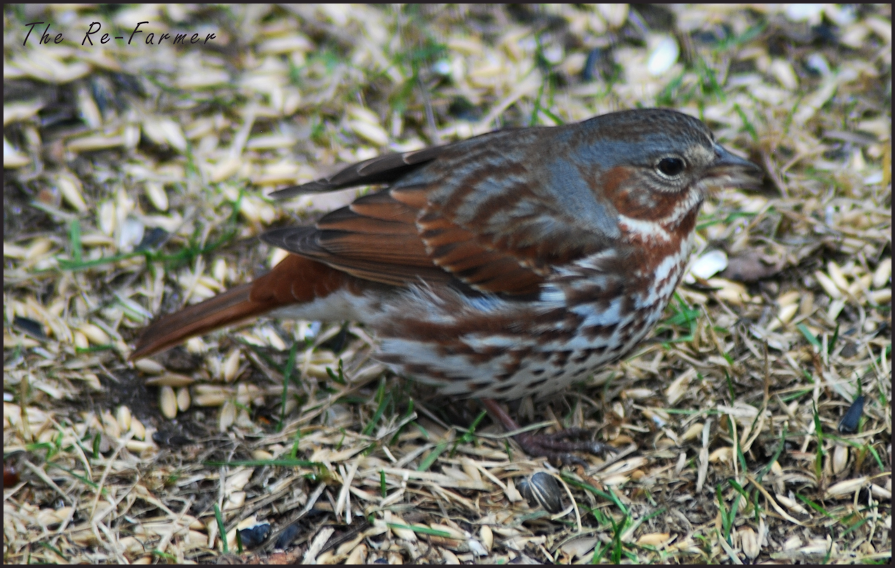 2018-04-27newbird