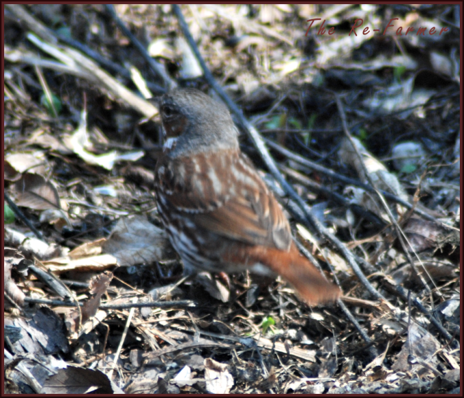 2018-04-30.digging.bird