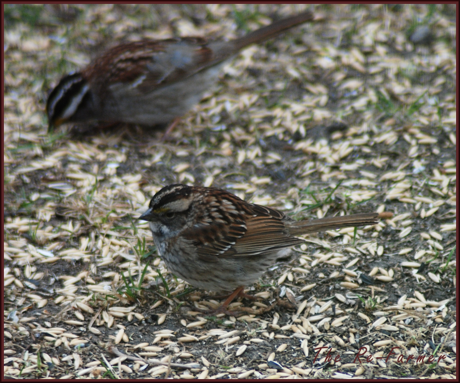 2018-04-30.white.throated.sparrow.female