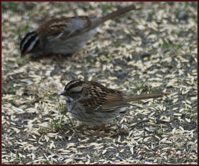 2018-04-30.white.throated.sparrow.female