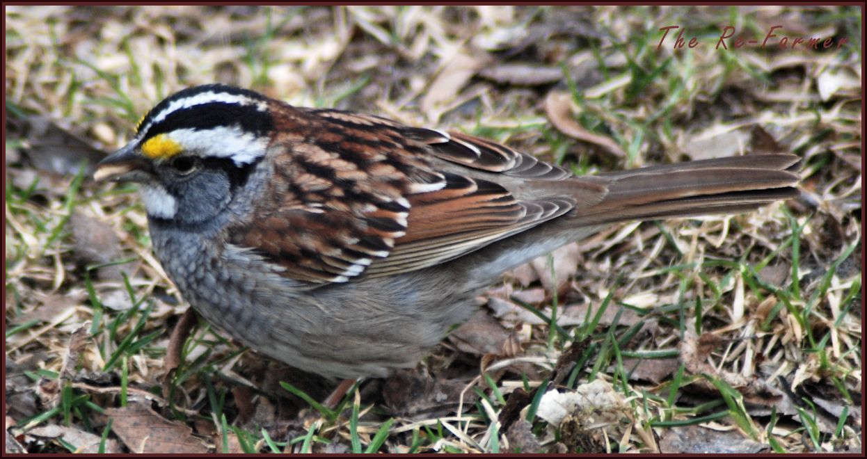 2018-04-30.white.throated.sparrow.male