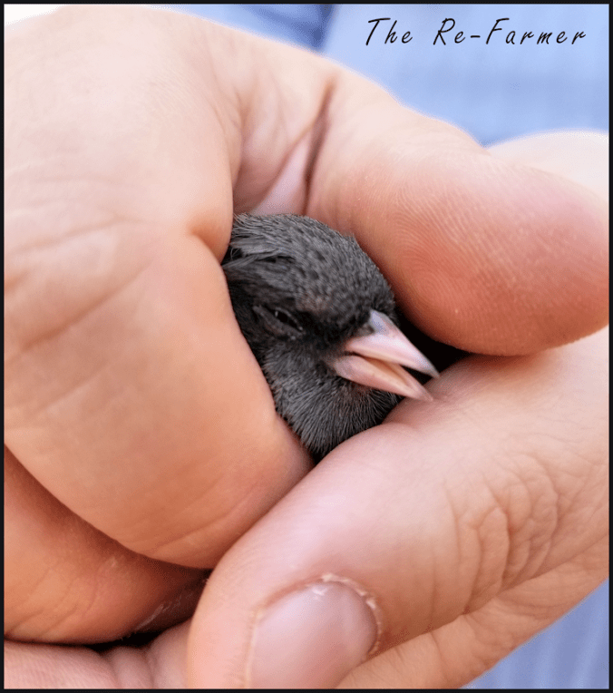 20180423.stunned.bird1