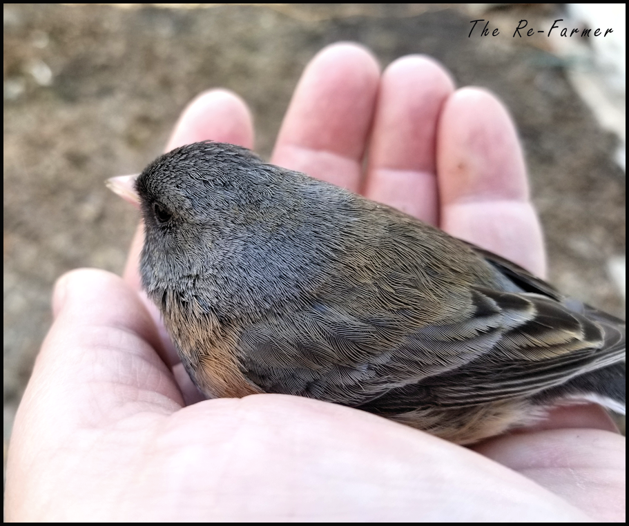 20180423.stunned.bird2