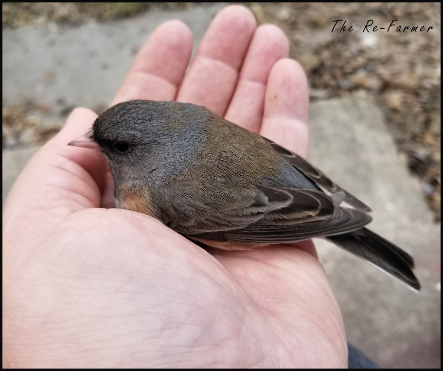 20180423.stunned.bird3