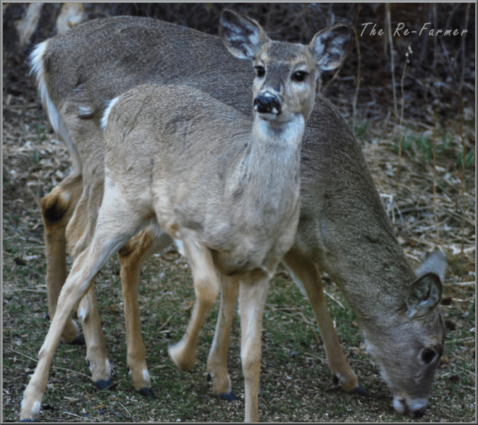 2018-05-03.deer5