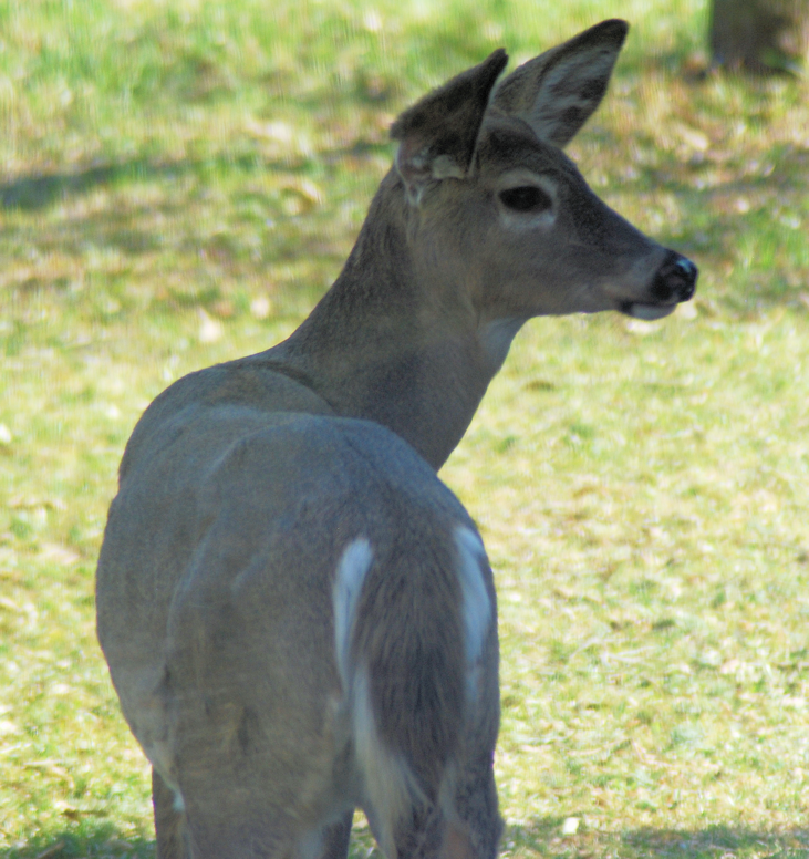 2018-05-08.deer2