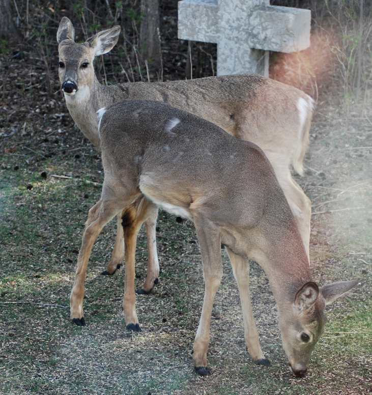 2018-05-08.two.deer