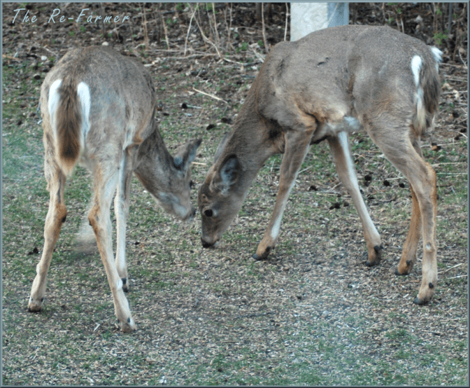2018-05-10.2.male.deer.feeding