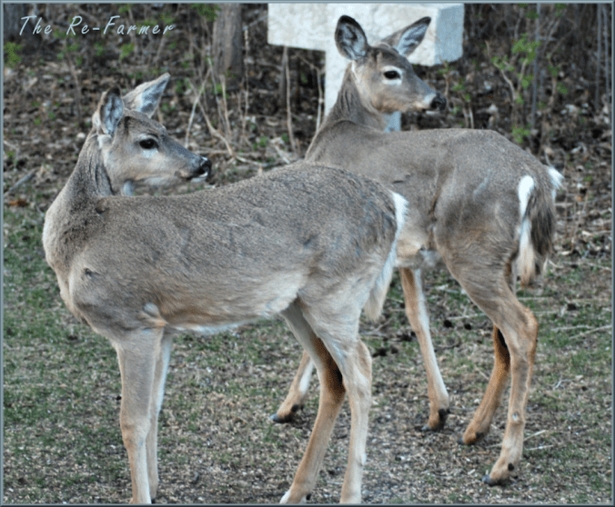2018-05-10.2.male.deer