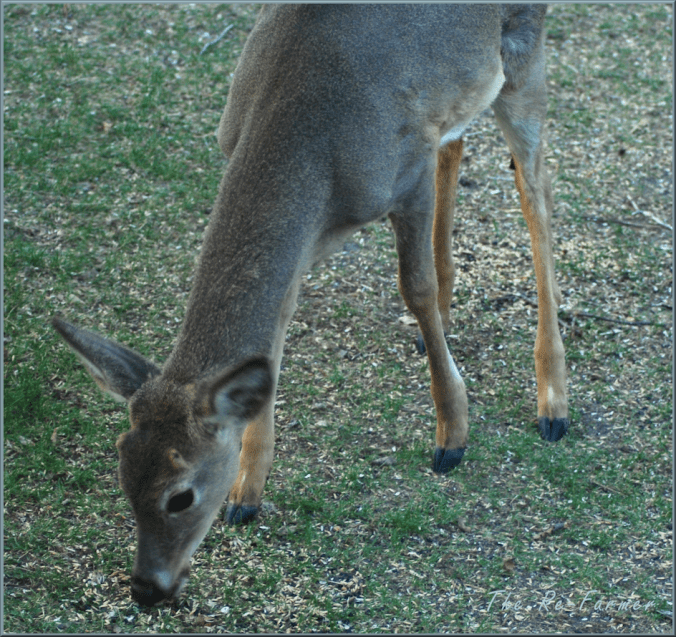 2018-05-10.male.deer