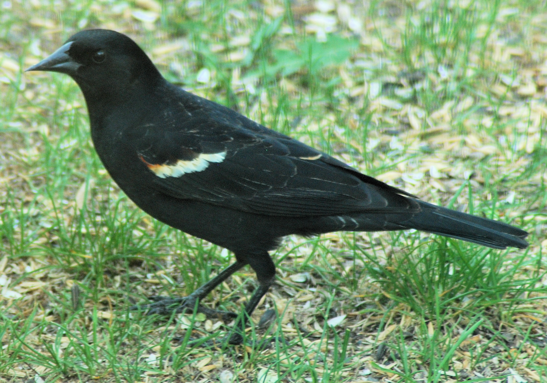 2018-05-23.redwing.blackbird.male1
