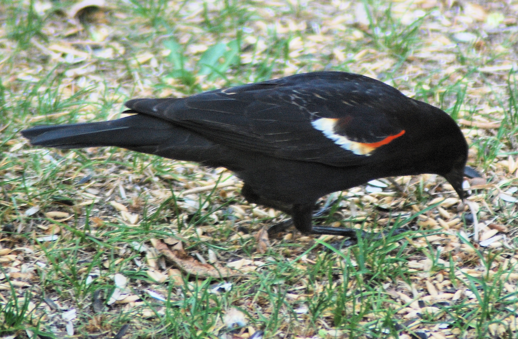 2018-05-23.redwing.blackbird.male2