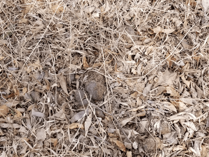 20180502.horse.pucks