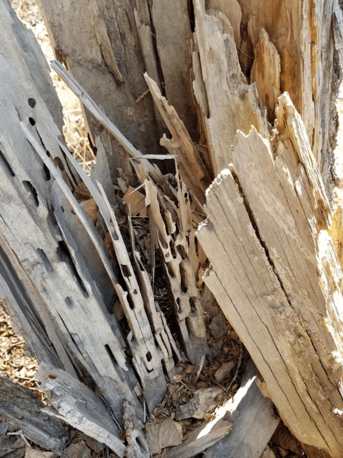 20180503.wood.ants.damage