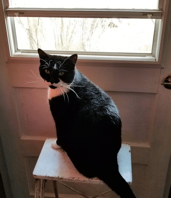 20180505.cat.perched