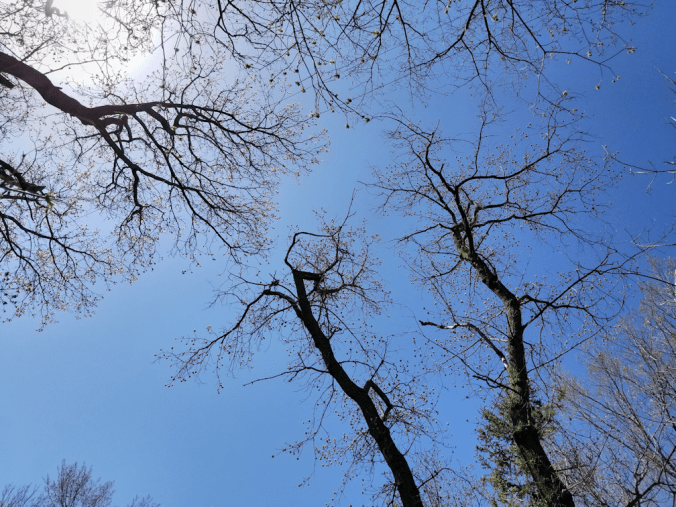 20180507.power.lines.trees1