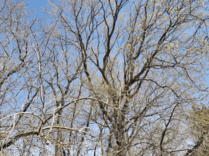 20180507.power.lines.trees2