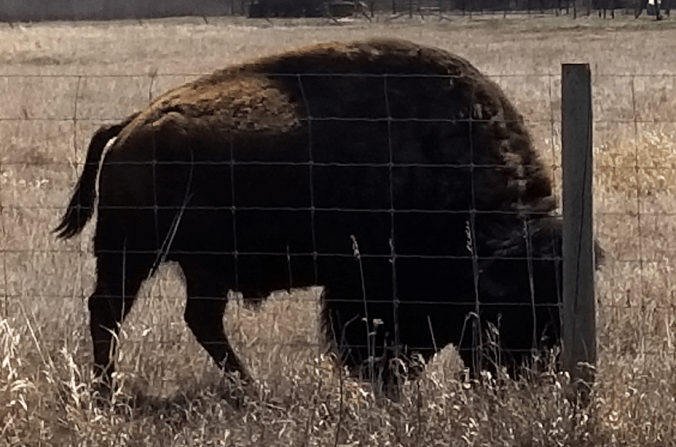 20180510.bison.at.fence