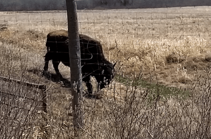 20180510.bison.drainage.ditch