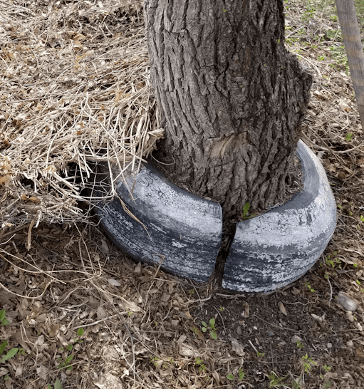 20180511.mystery.vine1