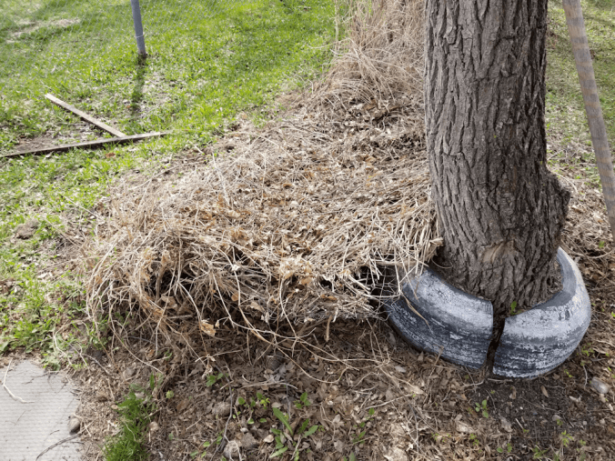 20180511.mystery.vine1