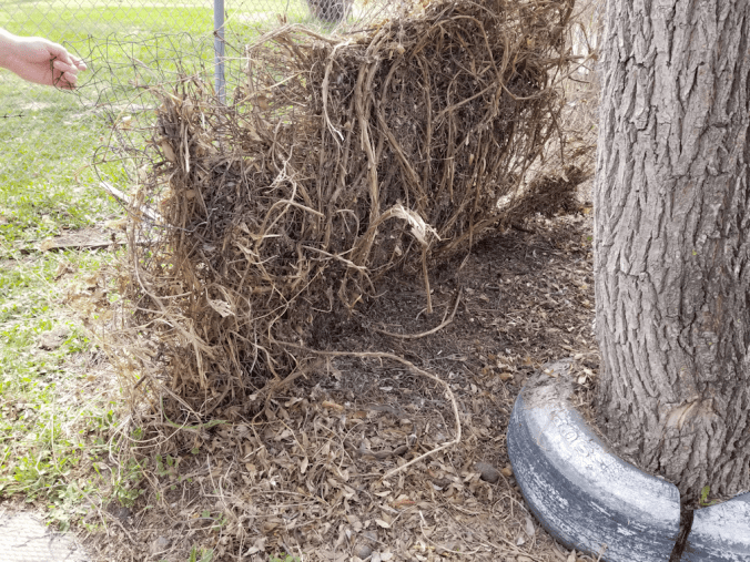 20180511.mystery.vine2