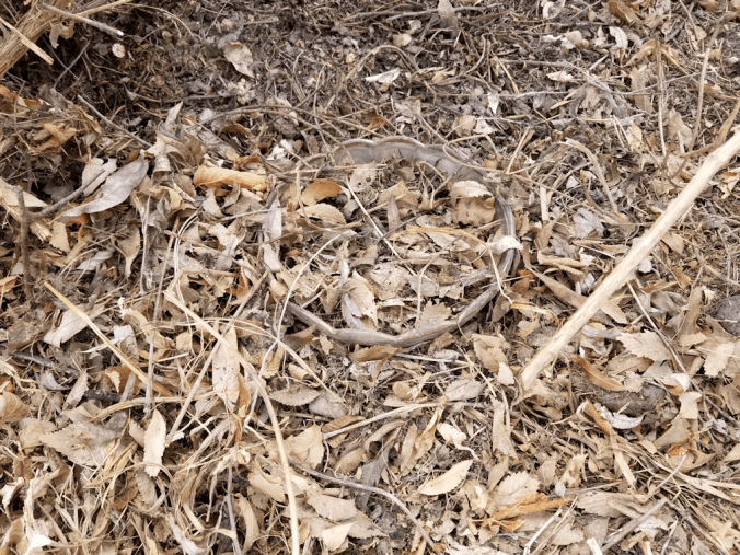 20180511.mystery.vine3